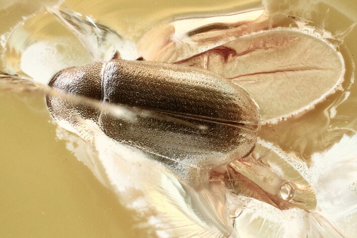 Detailed Fossil Death-Watch Beetle (Petalium?) in Baltic Amber #321744
